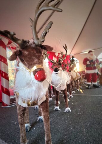 Reindeer 9 Reindeers pulling Sleigh