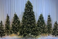 C-Christmas Trees with Snow