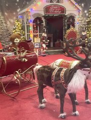 Santa's House and Deers