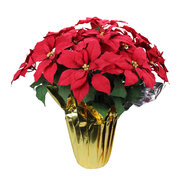 Poinsettias